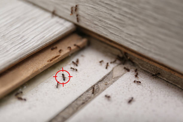 Best Real Estate Pest Inspections  in Island Park, NY